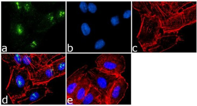 SRC1 Antibody in Immunocytochemistry (ICC/IF)