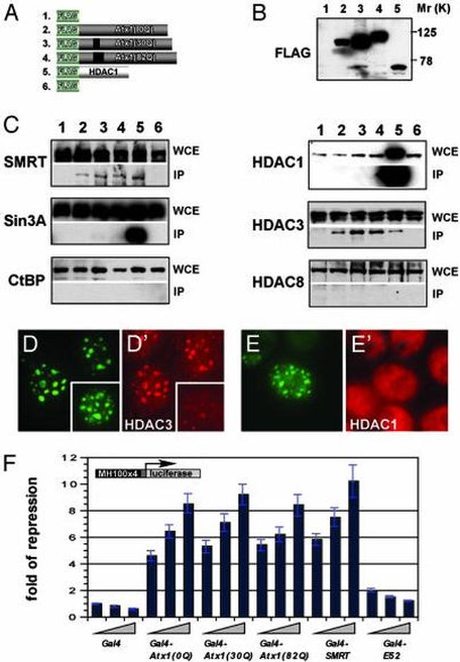 NCoR2 Antibody in Western Blot (WB)