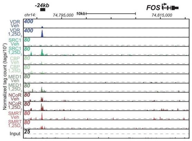 NCoR2 Antibody in ChIP Assay (ChIP)