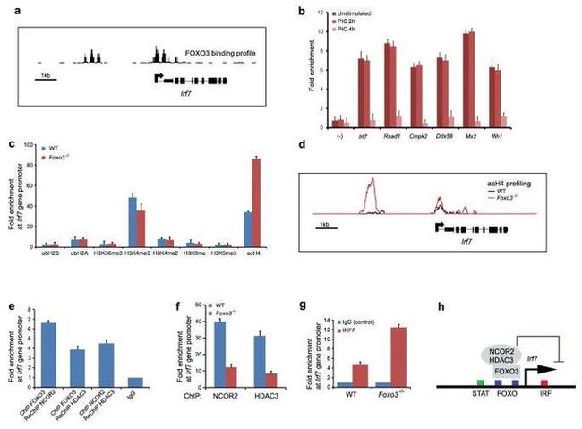 NCoR2 Antibody in ChIP Assay (ChIP)