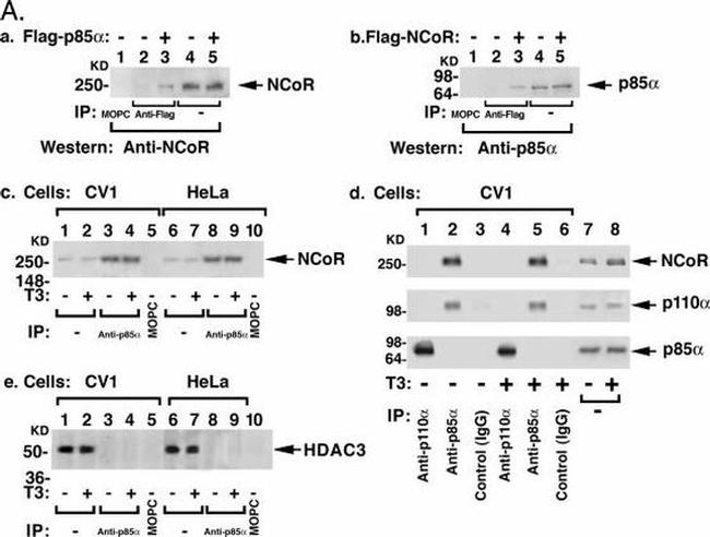 NCoR1 Antibody in Western Blot (WB)