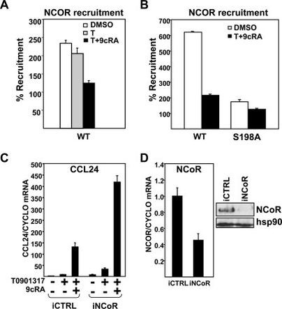 NCoR1 Antibody in Western Blot (WB)