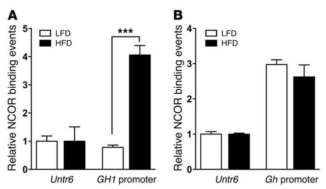 NCoR1 Antibody in ChIP Assay (ChIP)