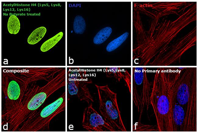 H4ac pan-acetyl (K5,K8,K12,K16) Antibody