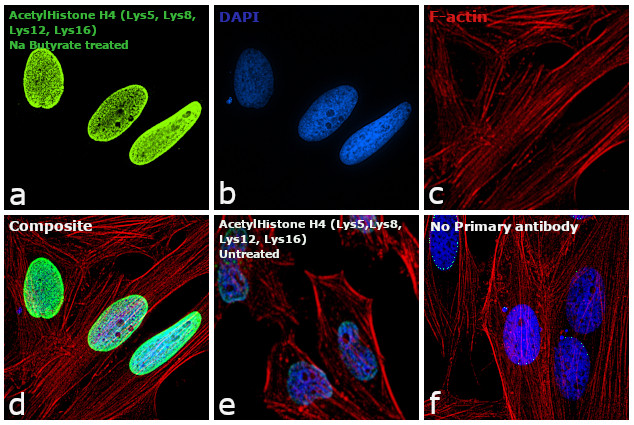 H4ac pan-acetyl (K5,K8,K12,K16) Antibody in Immunocytochemistry (ICC/IF)