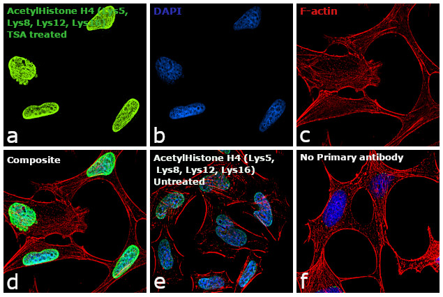H4ac pan-acetyl (K5,K8,K12,K16) Antibody in Immunocytochemistry (ICC/IF)