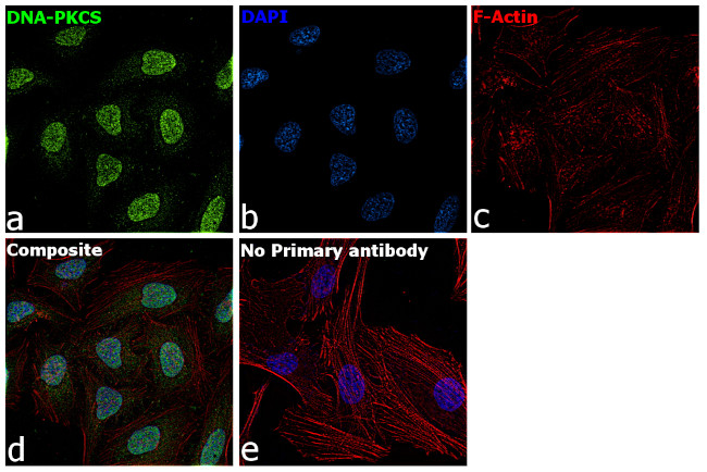 DNA-PK Antibody in Immunocytochemistry (ICC/IF)