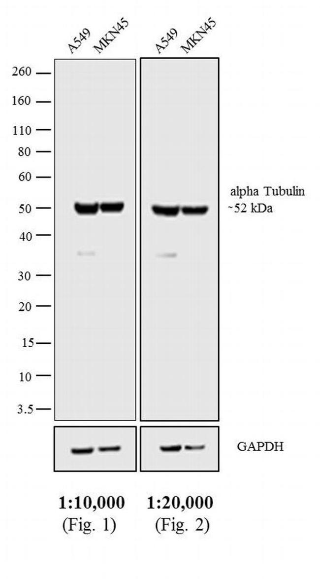 Rat IgG2a Secondary Antibody in Western Blot (WB)