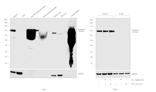 Transferrin Antibody