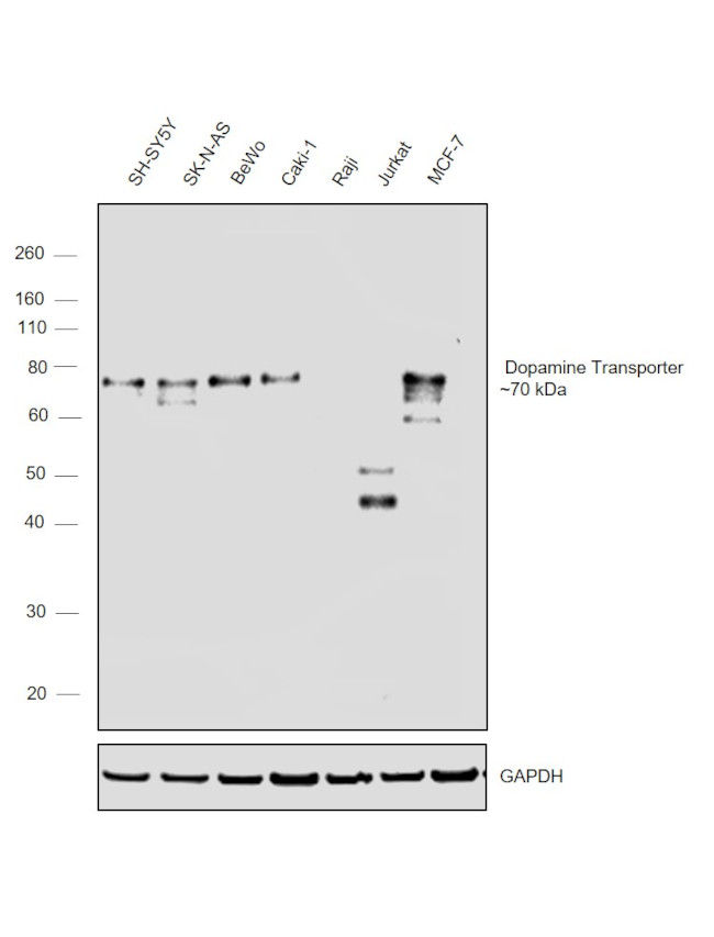 Dopamine Transporter Antibody