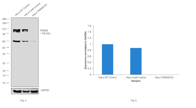 TRIM28 Antibody