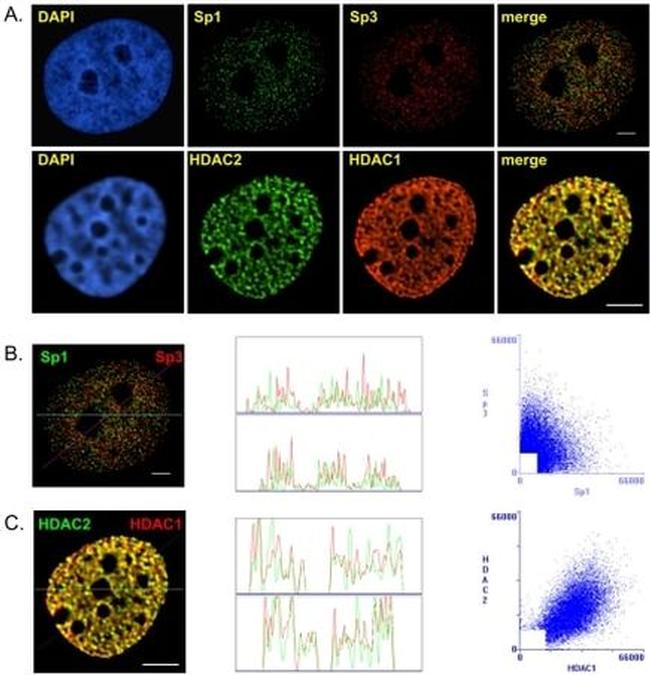 HDAC2 Antibody in Immunocytochemistry (ICC/IF)