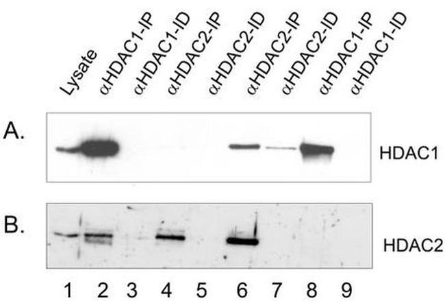 HDAC2 Antibody in Western Blot (WB)