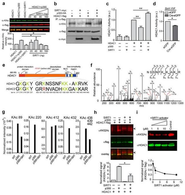 c-Myc Antibody in Western Blot (WB)