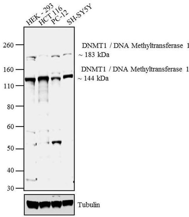 DNMT1 Antibody in Western Blot (WB)