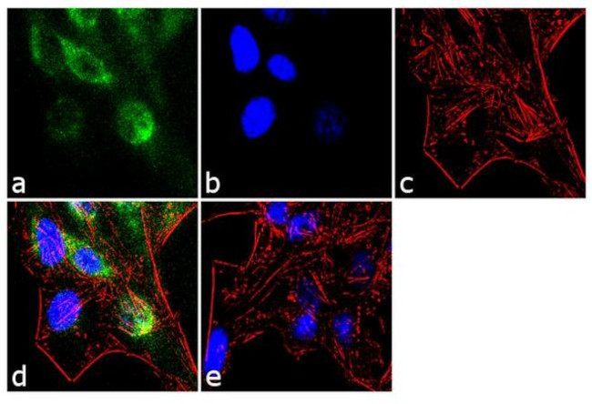 DNMT1 Antibody in Immunocytochemistry (ICC/IF)