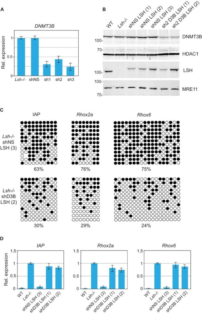 DNMT3B Antibody in Western Blot (WB)