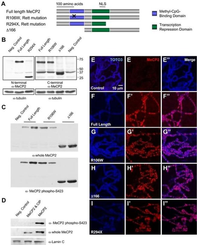 MECP2 Antibody in Western Blot (WB)