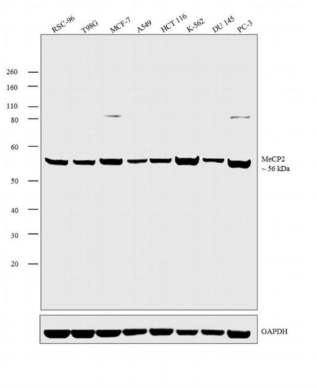 MECP2 Antibody in Western Blot (WB)