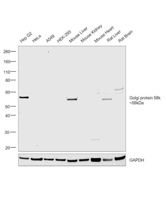 Golgi protein 58k Antibody