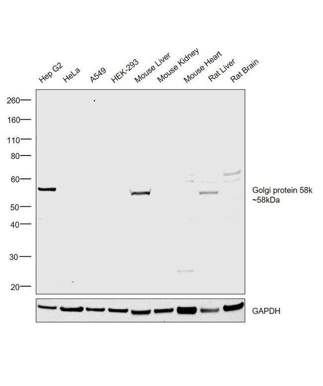 Golgi protein 58k Antibody in Western Blot (WB)