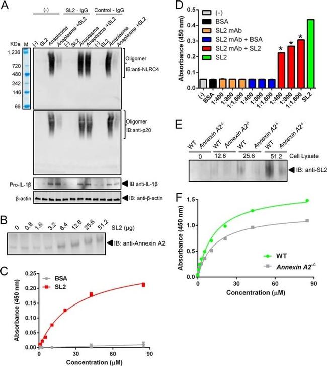 Annexin A2 Antibody in Western Blot (WB)