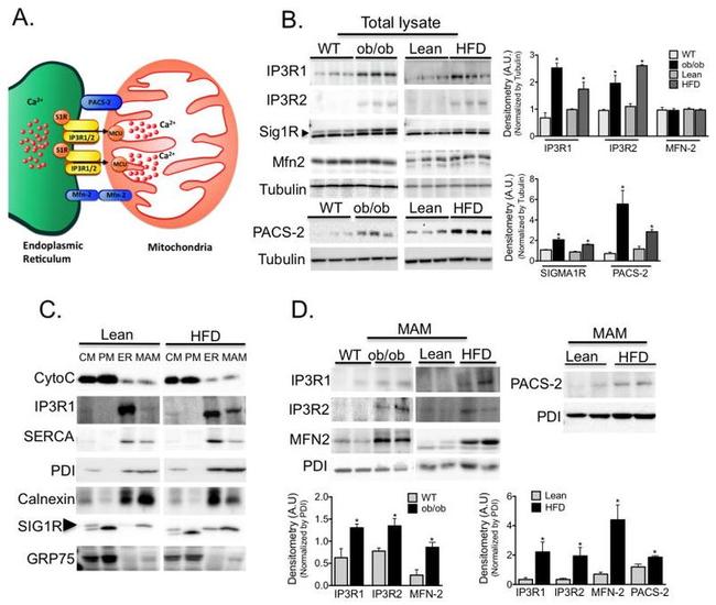 IP3 Receptor 1 Antibody in Western Blot (WB)