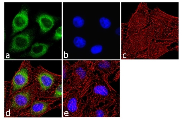 IP3 Receptor 1 Antibody in Immunocytochemistry (ICC/IF)