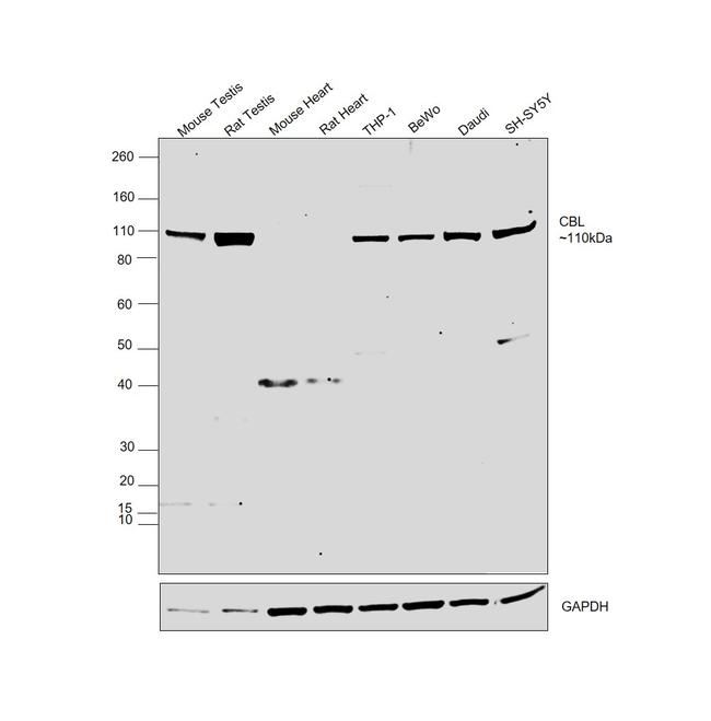 c-Cbl Antibody in Western Blot (WB)