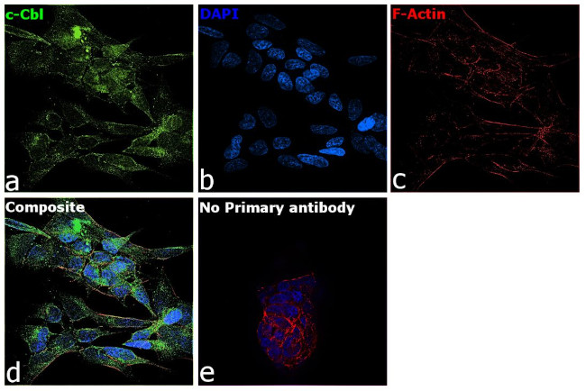 c-Cbl Antibody in Immunocytochemistry (ICC/IF)