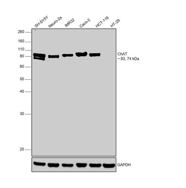 ChAT Antibody in Western Blot (WB)