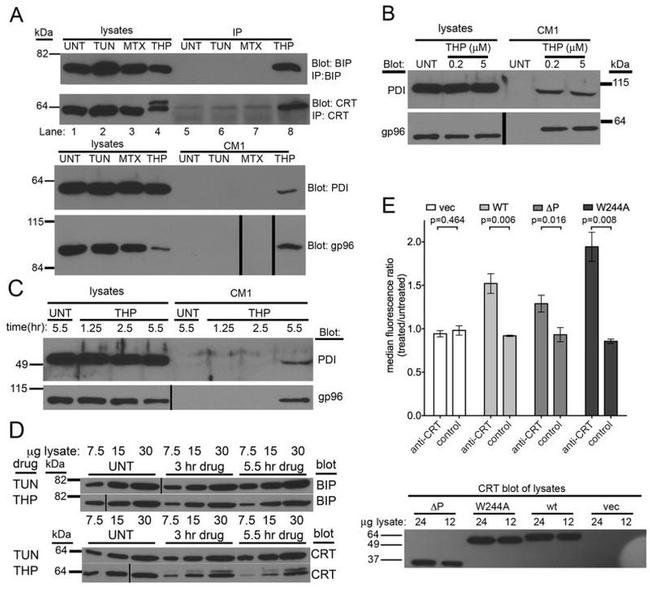 Calreticulin Antibody in Western Blot, Flow Cytometry, Immunoprecipitation (WB, Flow, IP)