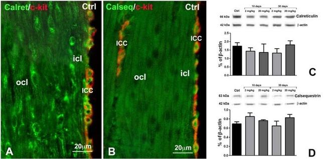 Calreticulin Antibody in Western Blot, Immunohistochemistry (Frozen) (WB, IHC (F))