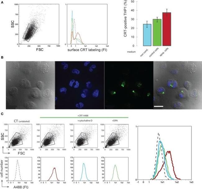 Calreticulin Antibody in Flow Cytometry (Flow)