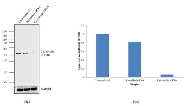 Calreticulin Antibody in Western Blot (WB)