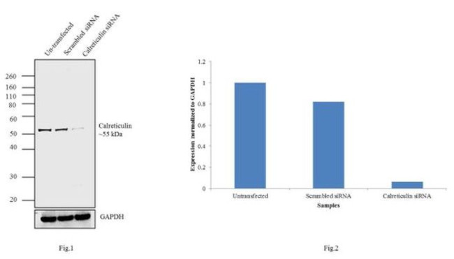 Calreticulin Antibody