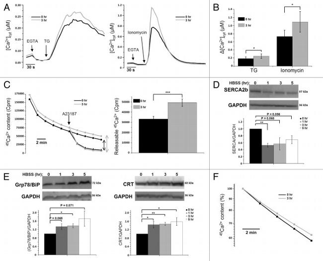 Calreticulin Antibody in Western Blot (WB)