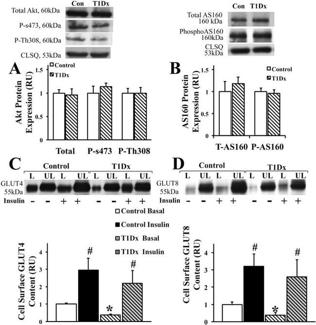 Calreticulin Antibody in Western Blot (WB)