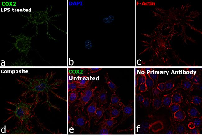 COX2 Antibody