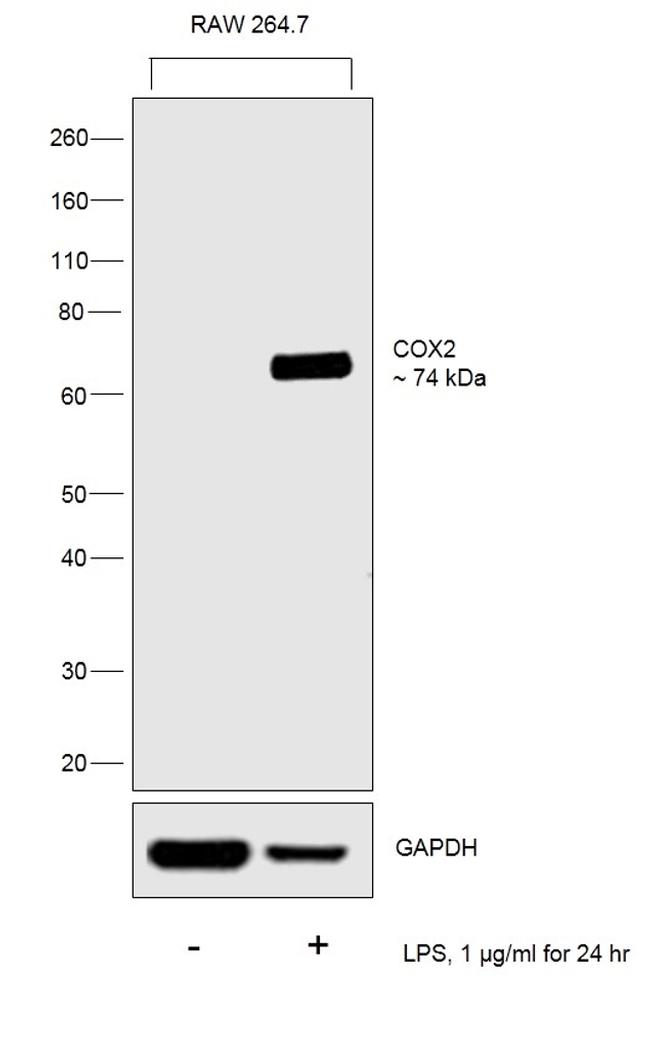 COX2 Antibody