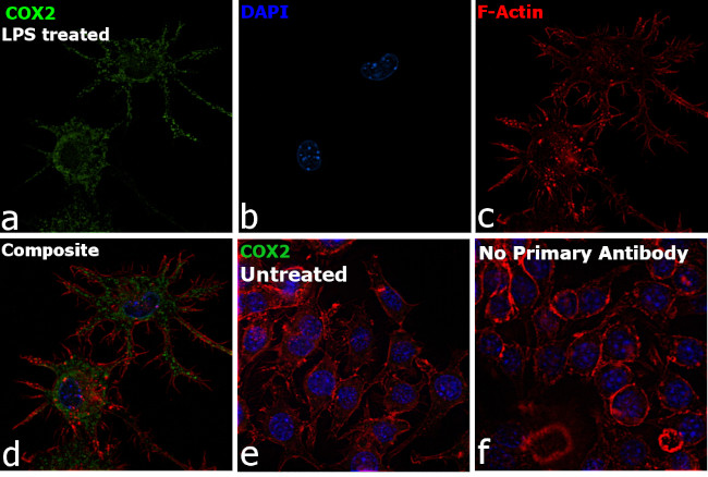 COX2 Antibody in Immunocytochemistry (ICC/IF)