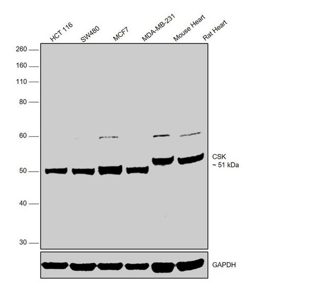 CSK Antibody in Western Blot (WB)