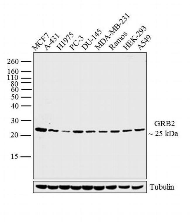 GRB2 Antibody in Western Blot (WB)