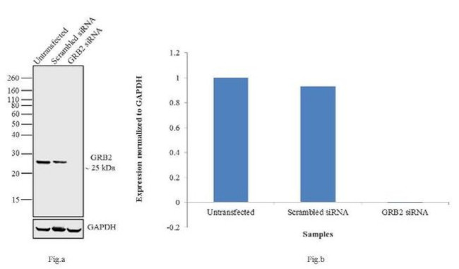 GRB2 Antibody