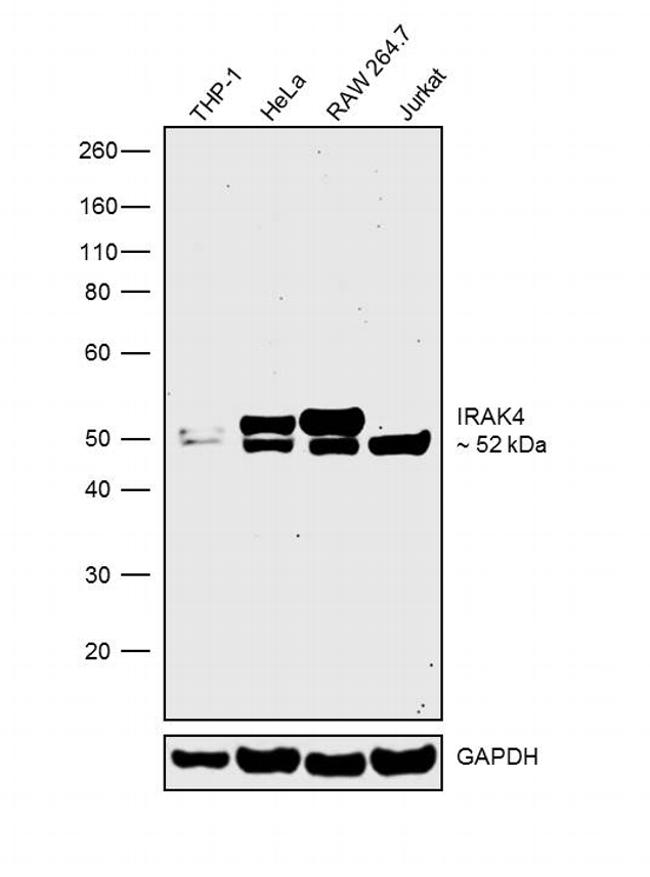 IRAK4 Antibody in Western Blot (WB)