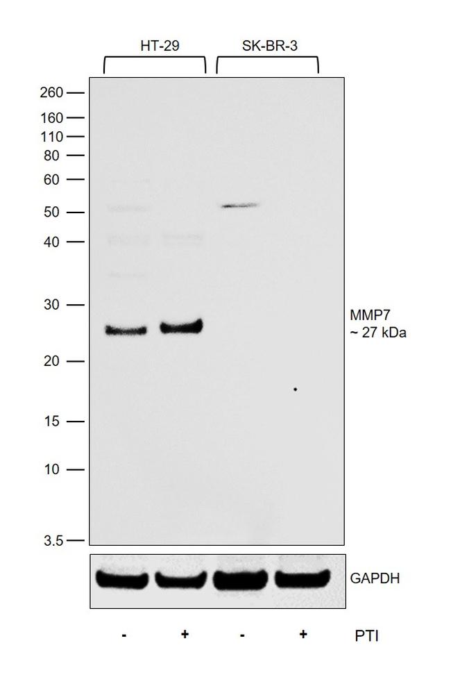 MMP7 Antibody in Western Blot (WB)