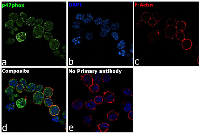 p47phox Antibody in Immunocytochemistry (ICC/IF)