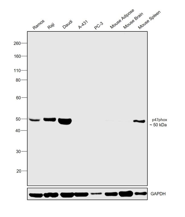 p47phox Antibody in Western Blot (WB)