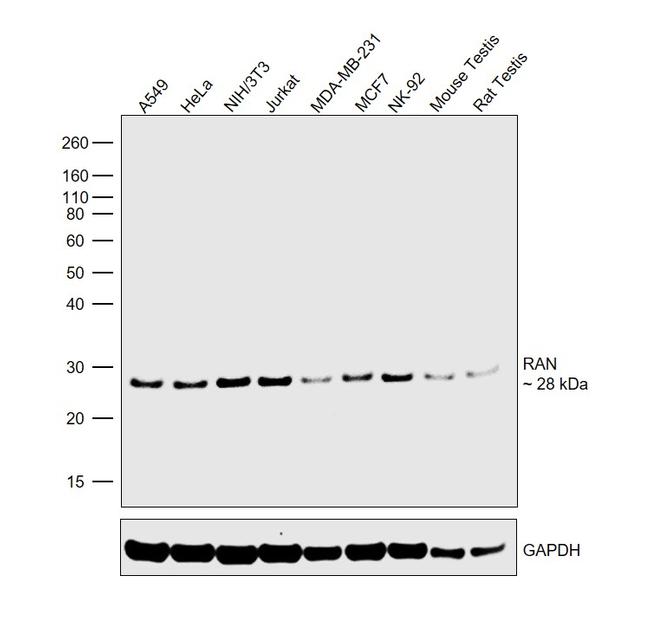 RAN Antibody in Western Blot (WB)