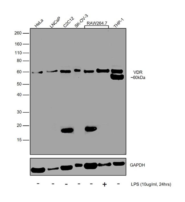 VDR Antibody in Western Blot (WB)